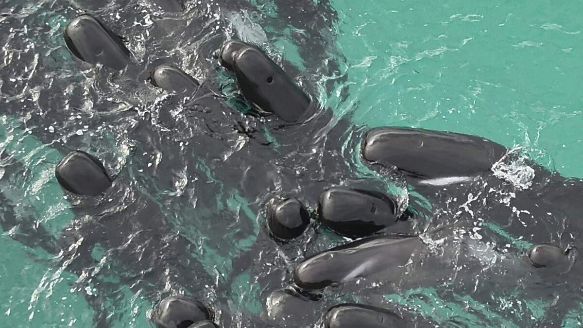 Una manada de ballenas piloto se agrupa en la playa de Cheynes, Australia