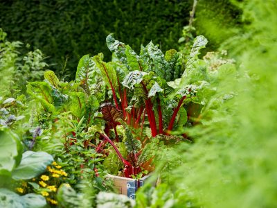 Cultivá tus propias acelgas para comer sano todos los días, con este truco sencillo de los expertos jardineros