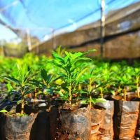 Menos trámites y más plantas: el Gobierno elimina la norma que obligaba a registrar viveros