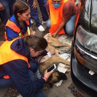 Rescatistas continúan búsqueda de siete atrapados con vida en el multifamiliar Tlalpan (videos)