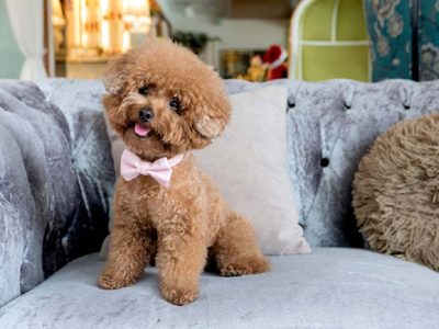 Curiosidades sobre el Caniche: el perro que es uno de los más inteligentes del mundo y que todos quieren tener