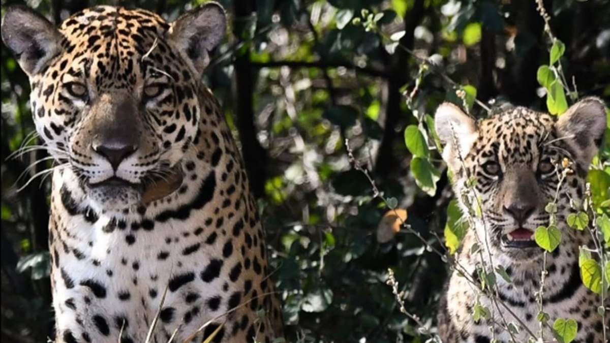 Nació el primer yaguareté silvestre en El Impenetrable