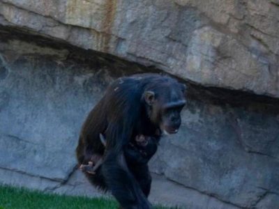 Después de siete meses de duelo la chimpancé Natalia soltó el cadáver de su bebé fallecido
