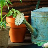 Con solo 3 ingredientes de tu cocina, hacé que tus plantas crezcan enormes y se llenen de flores