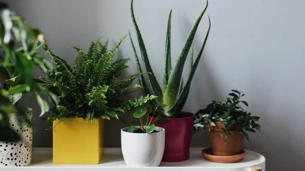 Plantas. Fuente: (X)