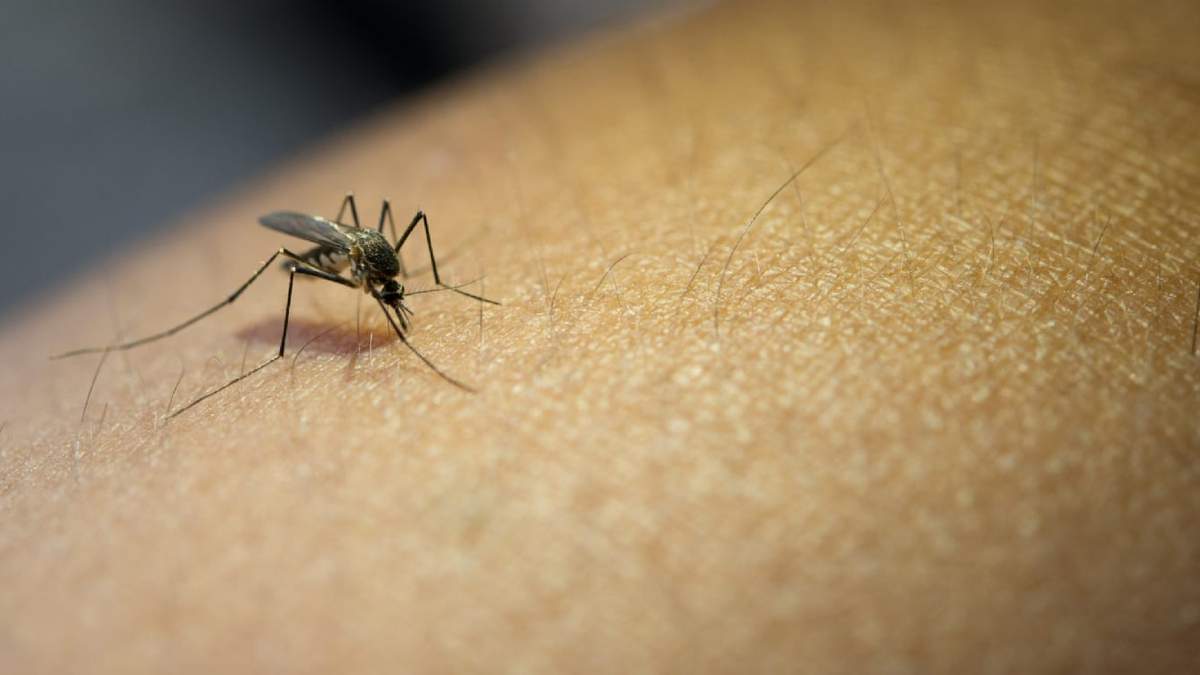 Por lo general, durante el verano aumentan los casos de dengue. Fuente: (Twitter)