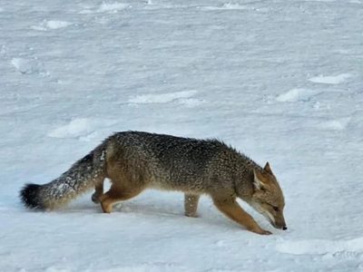 El Parque Nacional Nahuel Huapi advierte por la presencia de fauna silvestre en rutas y caminos