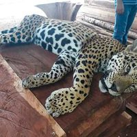 Hallan un jaguar muerto por disparos de escopeta en Tulum; su especie está en riesgo de extinción