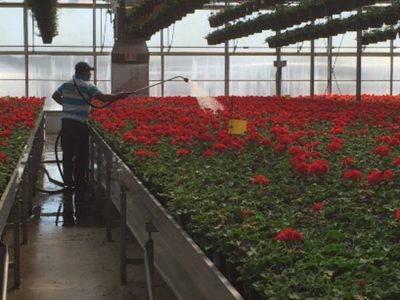 Canadá aplica a trabajadores agrícolas mexicanos vacuna anti covid-19