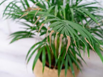 Descubrí cuál es el motivo por el cual se secan las puntas de las hojas de tus plantas