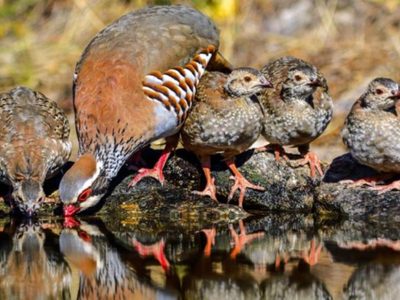 Curiosidades sobre las perdices, las aves “charlatanas” muy buscadas por los cazadores y que simboliza la fortaleza