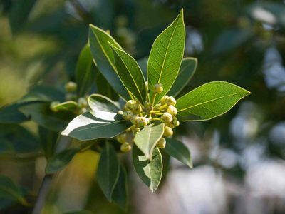 Con 1 planta que muchos tienen en su jardín, mirá cómo hacer el mejor limpiador de suelos y un exquisito ambientador
