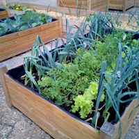 Las plantas que tenés que sembrar sí o sí en octubre si querés cosechas rápidas en primavera-verano