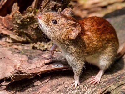 ¡Una buena! No hay más aislados por hantavirus en Neuquén