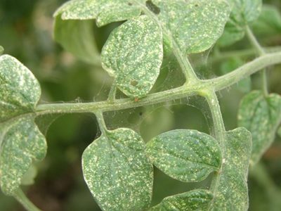 Los insectos que habitan silenciosamente en tu jardín y arruinan las hojas de tus plantas: mirá cómo combatirlos