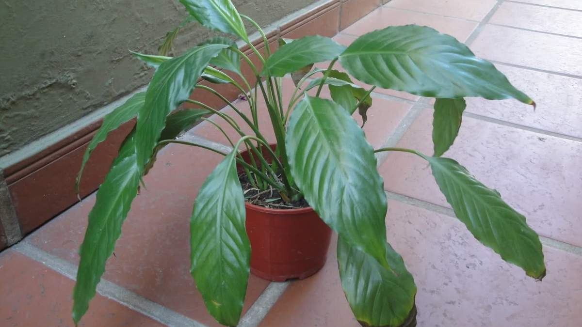 Plantas. Fuente: (Instagram)