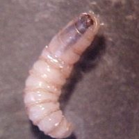 Detectan caso de miasis humana en Morelos; activan vigilancia epidemiológica y sanitaria