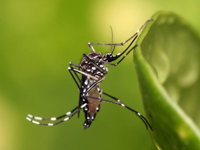 No mates a este animal si lo ves en tu casa: mirá cómo te beneficia para luchar contra los mosquitos