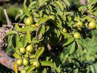 El árbol que no rompe nada, te regala sombra y encima te sorprende con fruta: uno de los favoritos de los jardineros