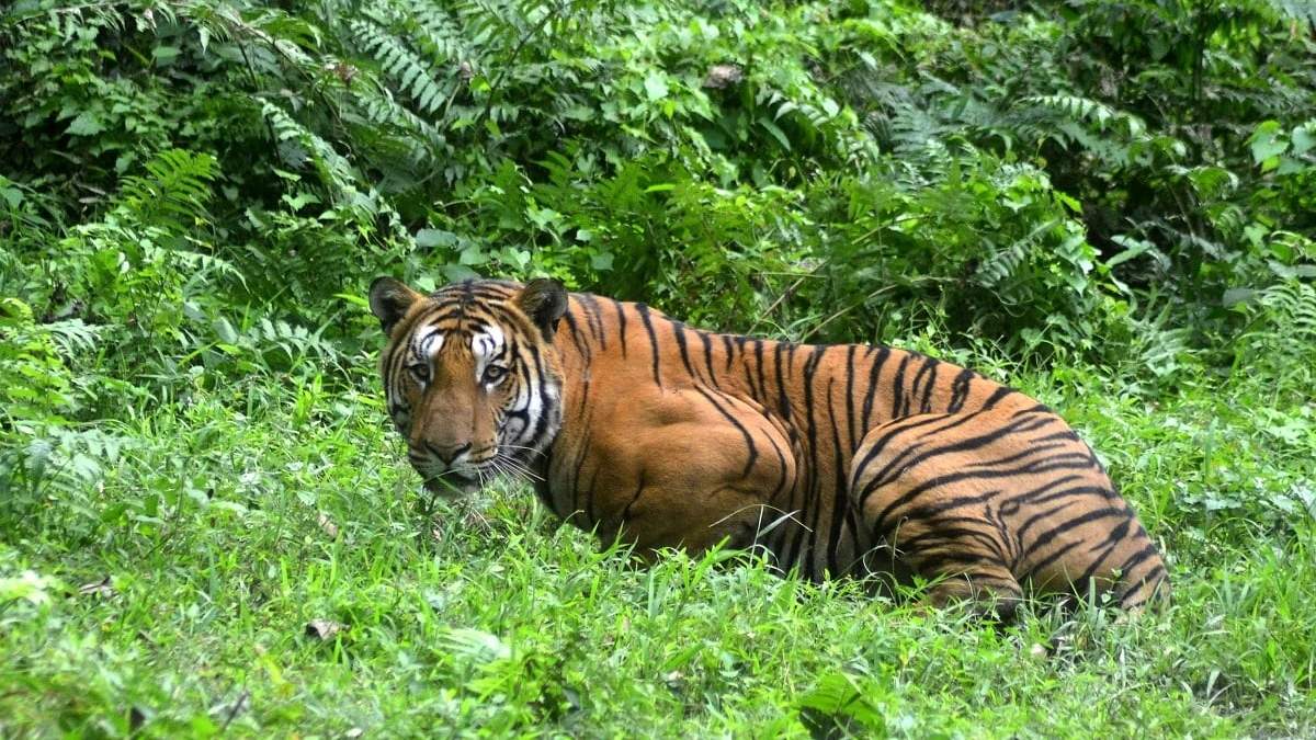 Un tigre en India. Fuente: (Twitter)