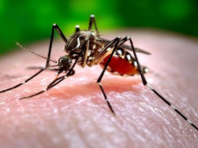 Se registraron más de 32.000 casos de dengue en Argentina en menos de un año