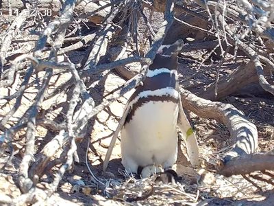 Un streaming de Chubut muestra a pingüinos y otras aves en vivo