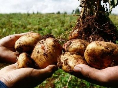 Por la baja demanda, donarán el excedente de producción de papas