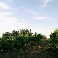 Viñas del Lago Pellegrini: el rincón de la Patagonia para disfrutar de buen vino y calma