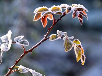Consejos claves para cuidar a tus plantas de las heladas y que no se marchiten