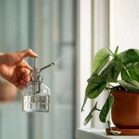 El consejo viverista para que tus plantas dejen de sufrir por la calefacción en Invierno y se marchiten