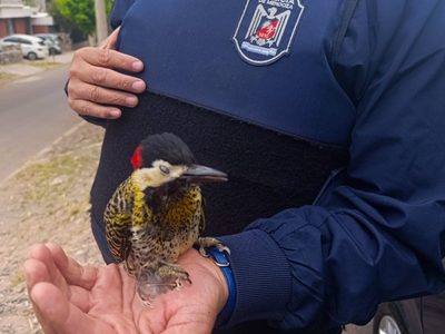 La Policía al servicio del pajarito