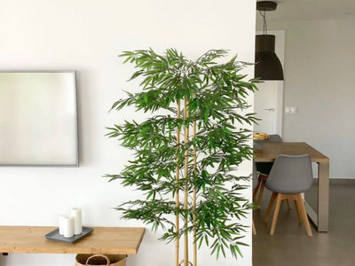 Las 2 plantas que no pueden faltar en tu casa o jardín, según el feng shui, si querés tener un buen 2025
