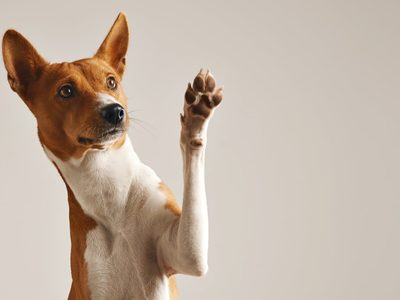 Señales que tu perro percibe cuando estás estresado