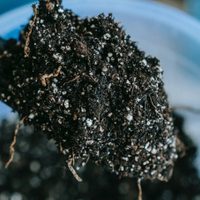 No compres tierra para tus macetas y preparala así de forma casera y tus plantas explotarán de flores