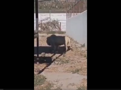 Un león adulto devora a una cría frente a visitantes del Tuzoofari; denuncian negligencia