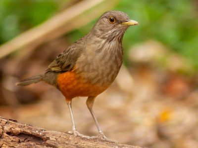 Curiosidades acerca del zorzal, el pájaro cantor que más madruga