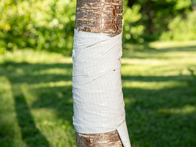 Deshacete de las hormigas sin matarlas, con este truco que los jardineros no quieren que sepas