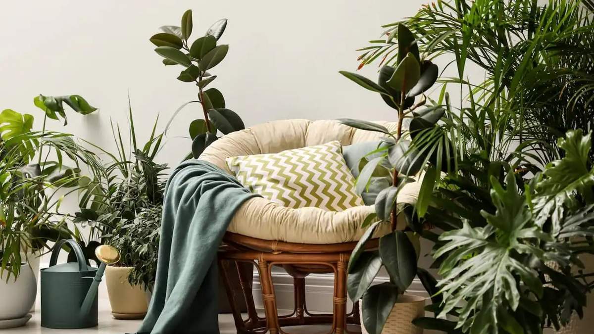 Plantas. Fuente: (Instagram).