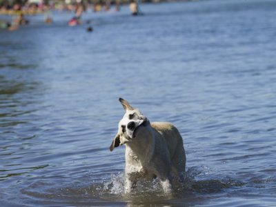 Emiten un alerta amarillo por calor extremo durante los próximos días en la Confluencia de Neuquén