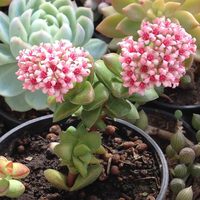 Crassula springtime: la suculenta glamorosa que explota de flores rosas y que vas a querer tener