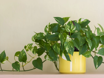 La común planta que todos tienen en su hogar y que requiere más cuidados de los que te imaginabas