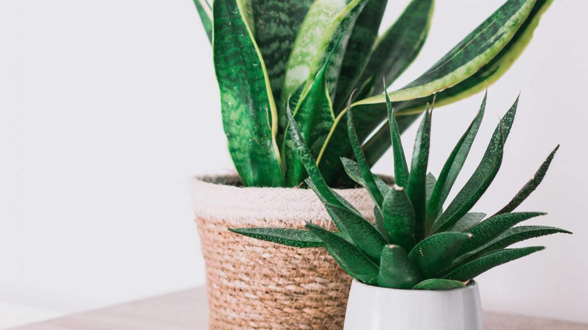 La sansevieria puede ser una hermosa manera de revivir tus ambientes
