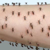 Por qué hay invasión de mosquitos en el AMBA y cuánto puede durar