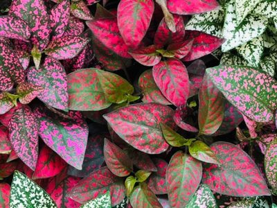 Cómo lograr que la planta Hipoeste se llene de las hojas más hermosas y coloridas