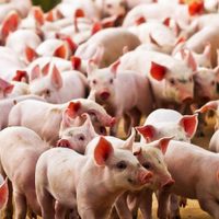 Miles de cerdos serán sacrificados en República Dominicana por un brote de peste porcina