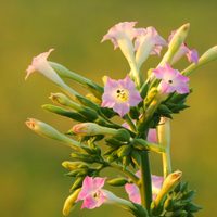La llamativa planta que da abundantes y bellas flores que dejarán en tu jardín un aroma exquisito