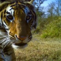 Una buena y una mala: la población de tigres se triplicó en Nepal, pero aumentaron los ataques