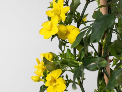 Así de fácil podés reproducir el Jazmín Amarillo y crear rápidamente ese cerco que necesitabas