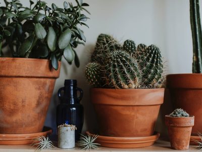 Sin gastar nada: así podés abrir agujeros en tus macetas de barro y que tus plantas se rieguen mejor