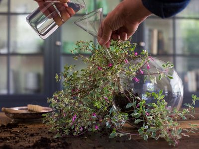 Descubrí los increíbles efectos de regar las plantas con agua hirviendo